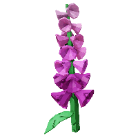 Foxglove